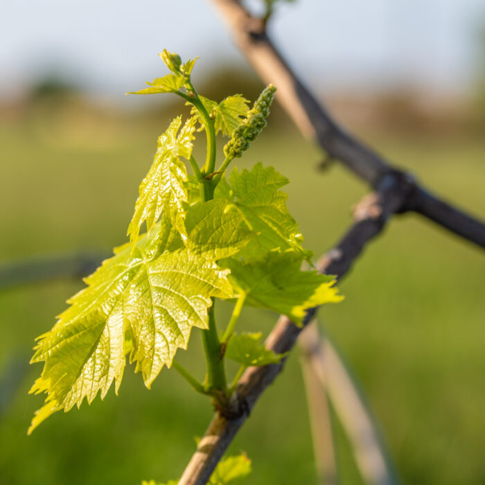 Vinogradarski program