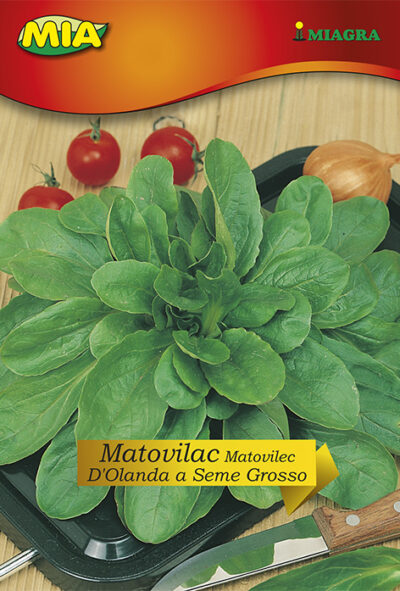 Matovilac D'Olanda a seme (Holandski) @ 5g